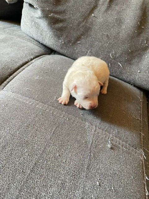 de l'antre des jacks - Chiots disponibles - Jack Russell Terrier