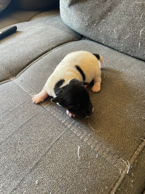 de l'antre des jacks - Chiots disponibles - Jack Russell Terrier