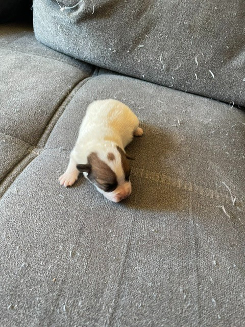 de l'antre des jacks - Chiots disponibles - Jack Russell Terrier