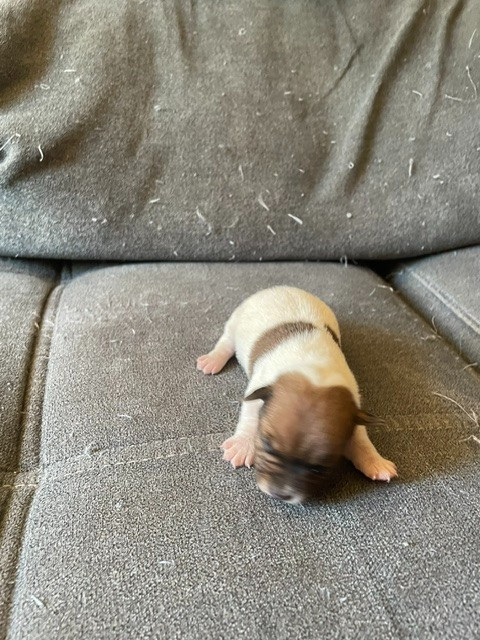 de l'antre des jacks - Chiots disponibles - Jack Russell Terrier