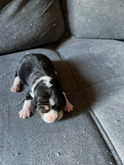 de l'antre des jacks - Chiots disponibles - Beagle