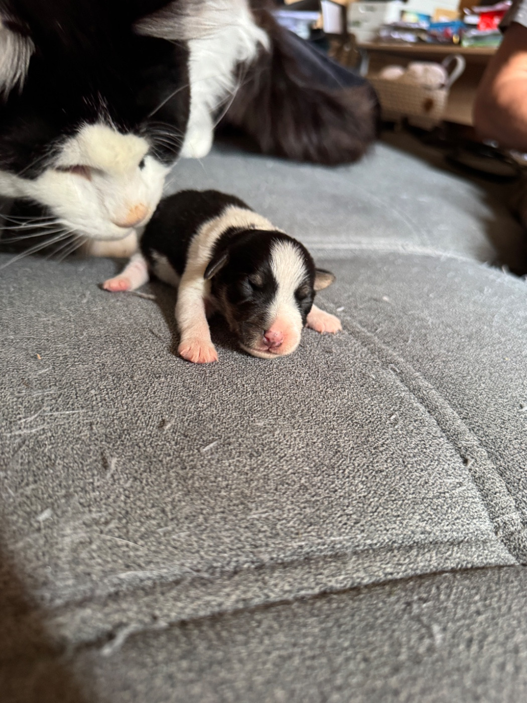 de l'antre des jacks - Chiots disponibles - Jack Russell Terrier