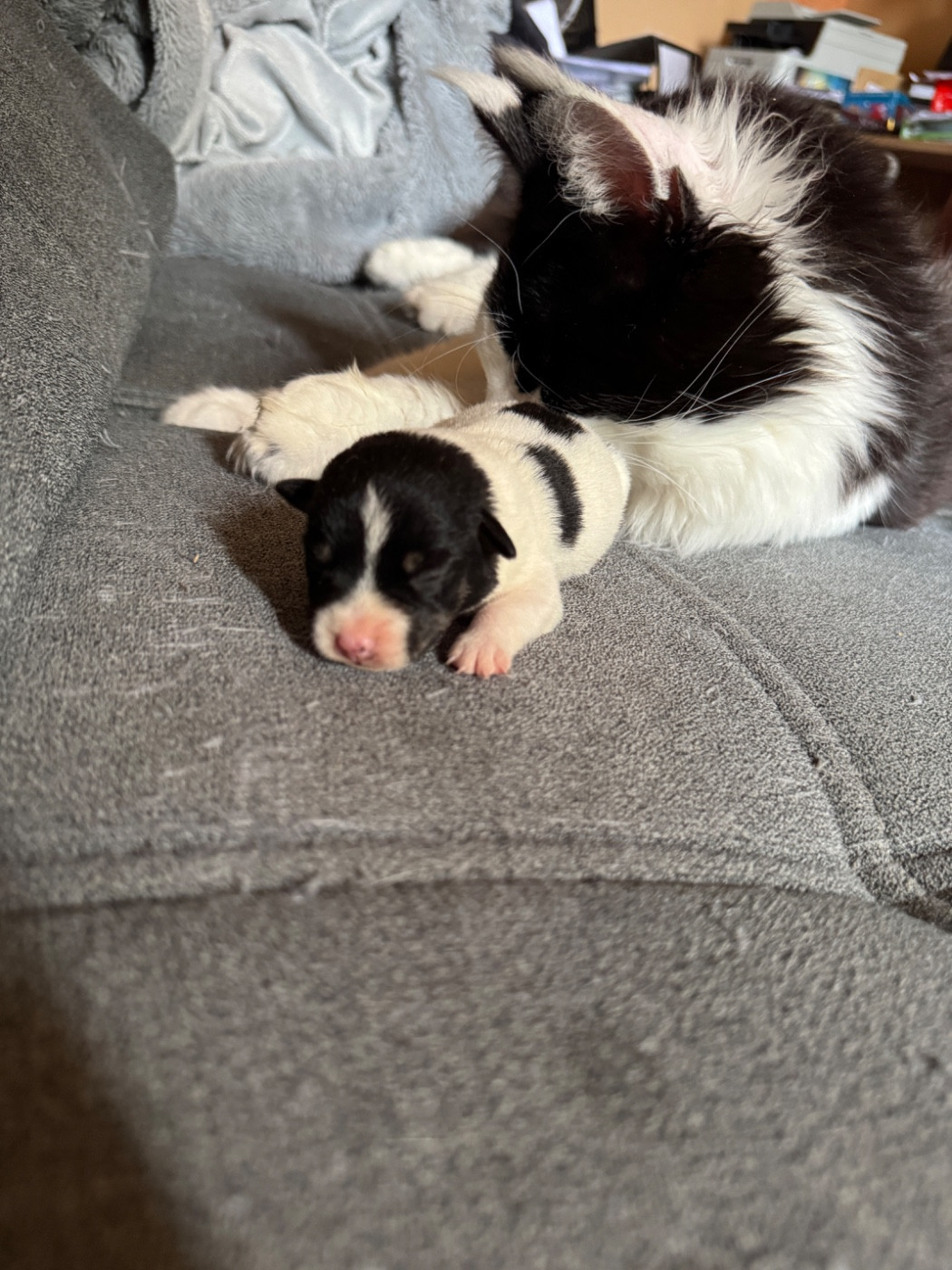 de l'antre des jacks - Chiots disponibles - Jack Russell Terrier