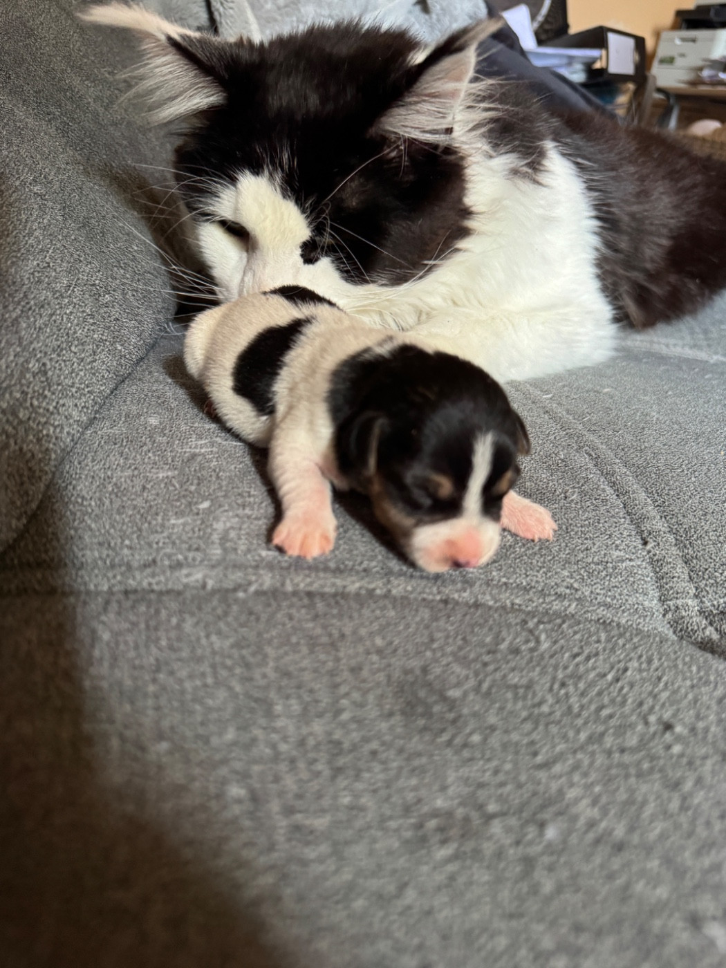 de l'antre des jacks - Chiots disponibles - Jack Russell Terrier