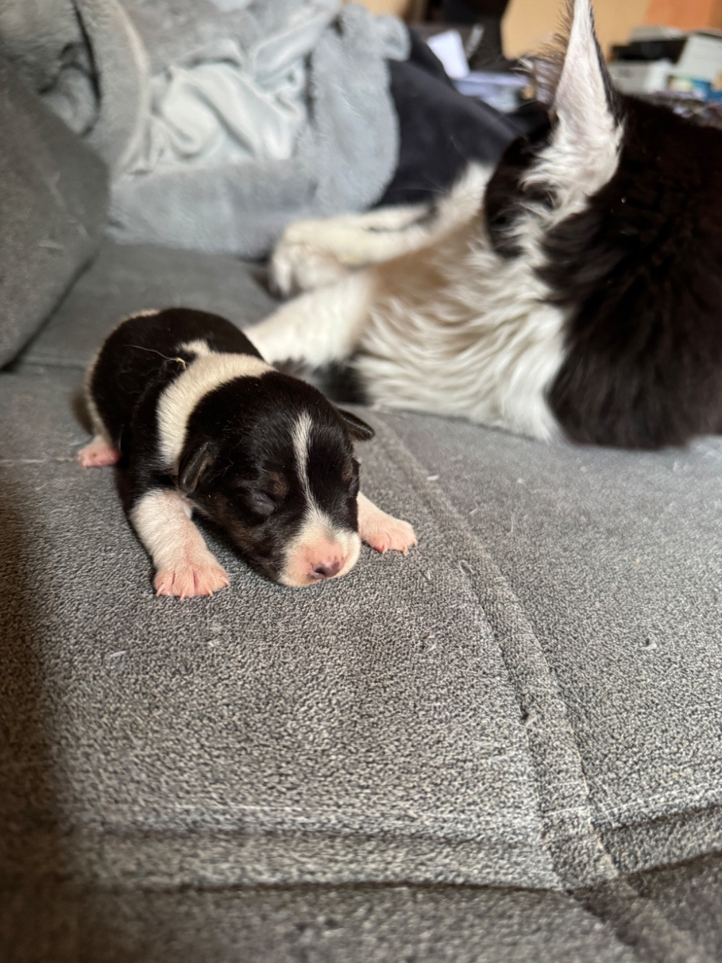 de l'antre des jacks - Chiots disponibles - Jack Russell Terrier