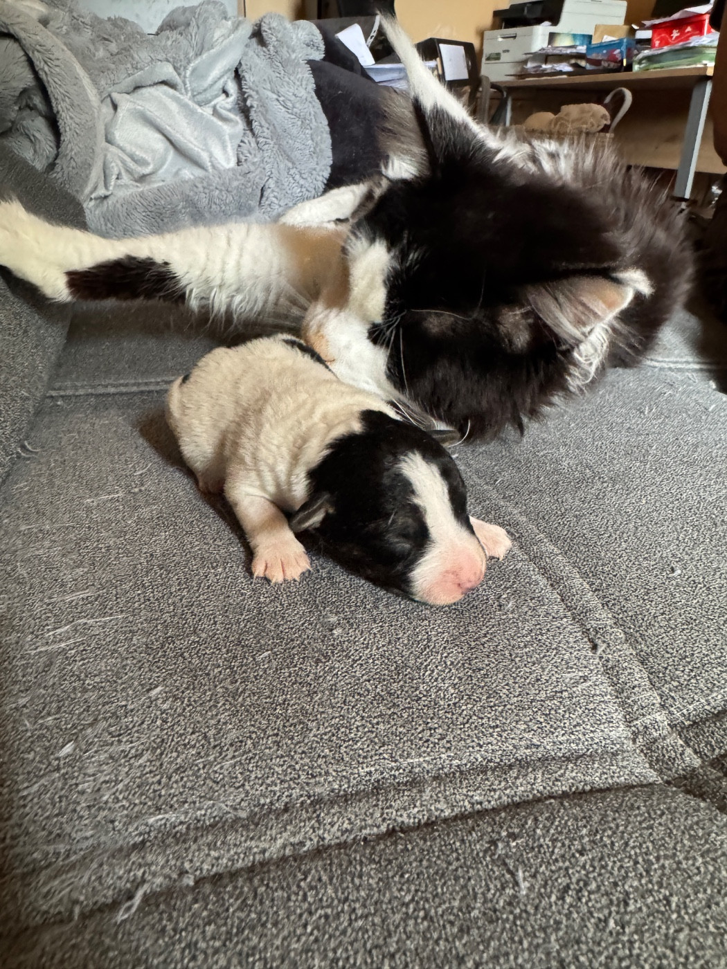 de l'antre des jacks - Chiots disponibles - Jack Russell Terrier