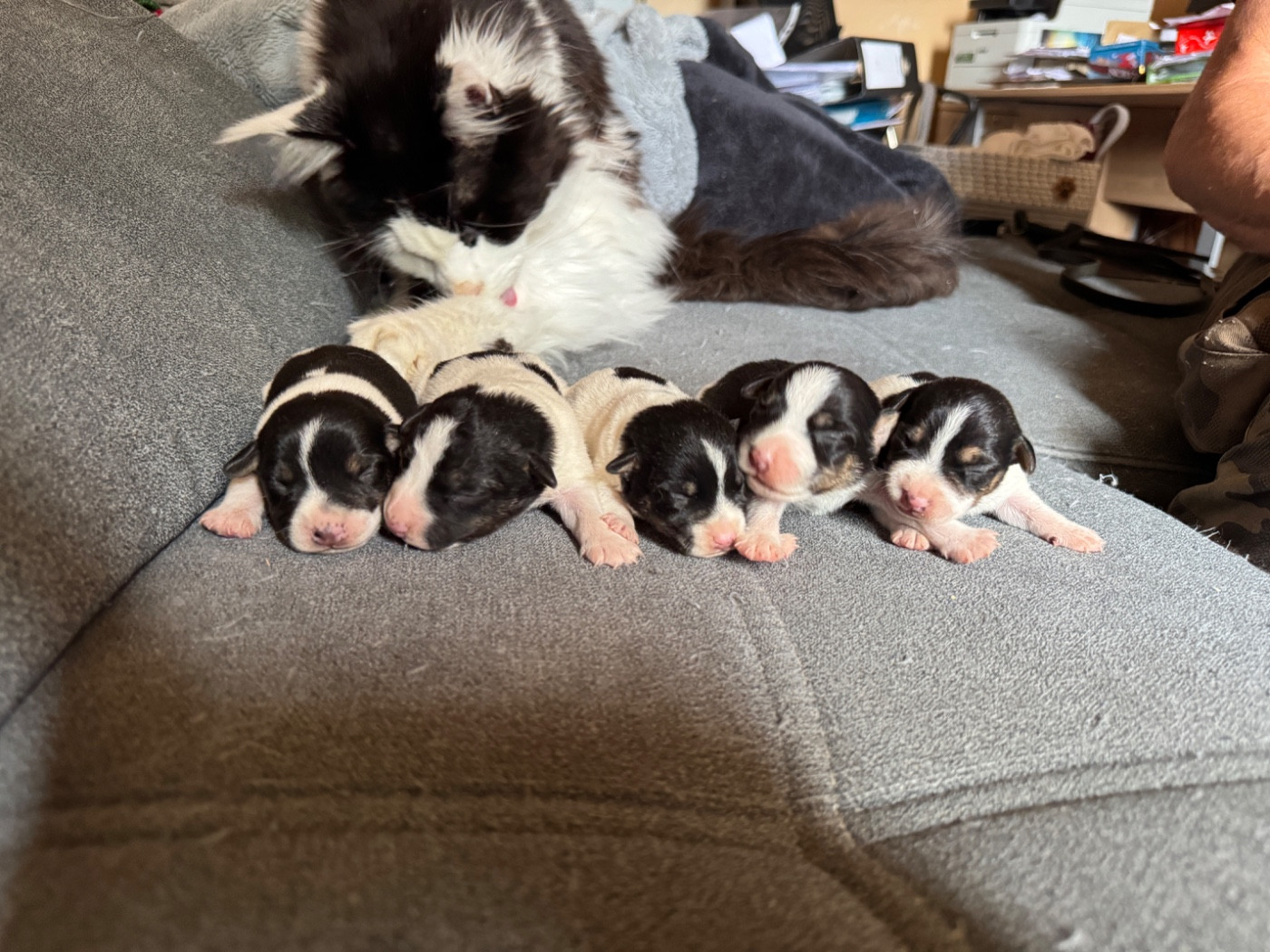 Chiot Jack Russell Terrier de l'antre des jacks
