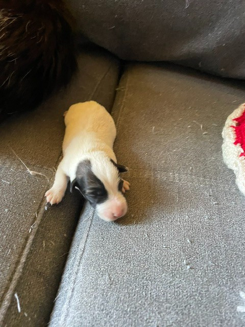 de l'antre des jacks - Chiots disponibles - Fox Terrier Poil lisse