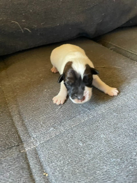 de l'antre des jacks - Chiots disponibles - Fox Terrier Poil lisse