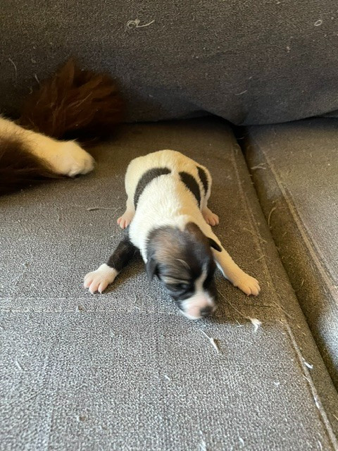 de l'antre des jacks - Chiots disponibles - Fox Terrier Poil lisse
