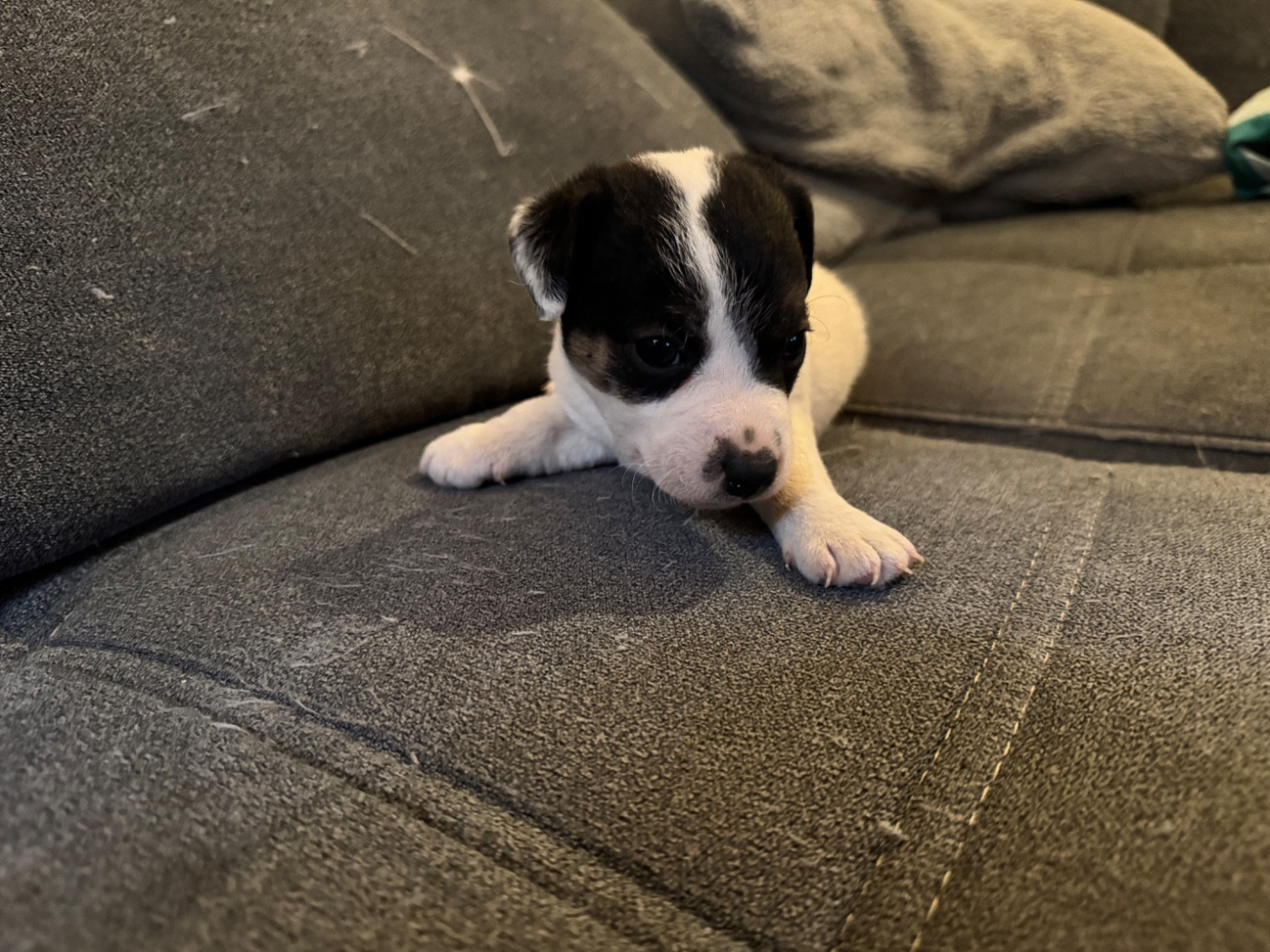 de l'antre des jacks - Chiots disponibles - Jack Russell Terrier