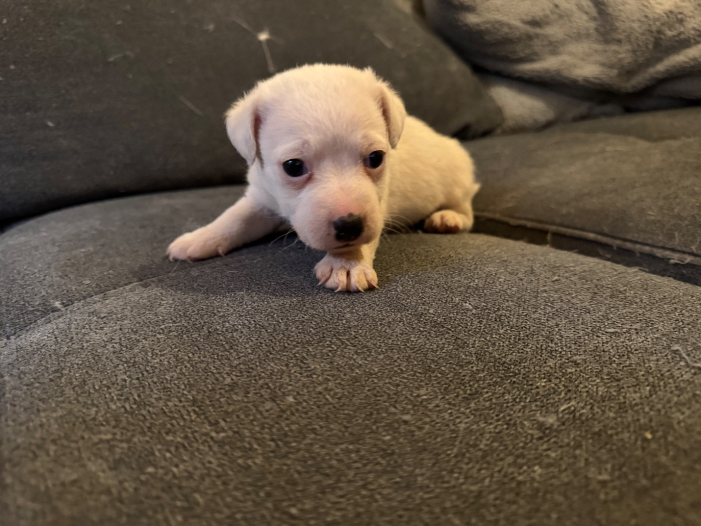 de l'antre des jacks - Chiots disponibles - Jack Russell Terrier