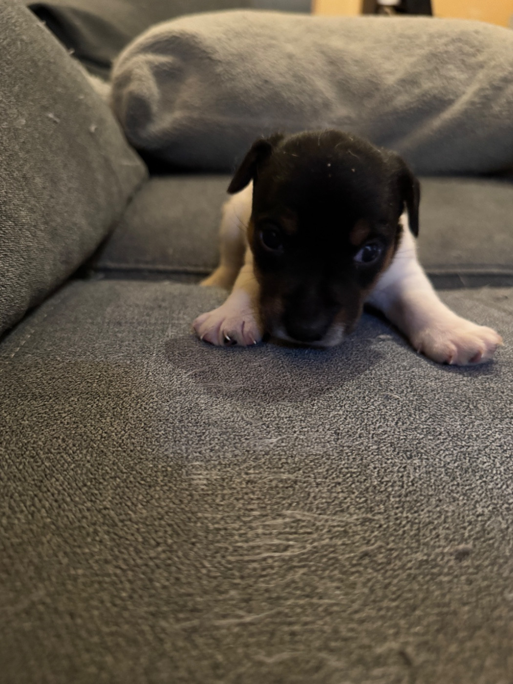 de l'antre des jacks - Chiots disponibles - Jack Russell Terrier