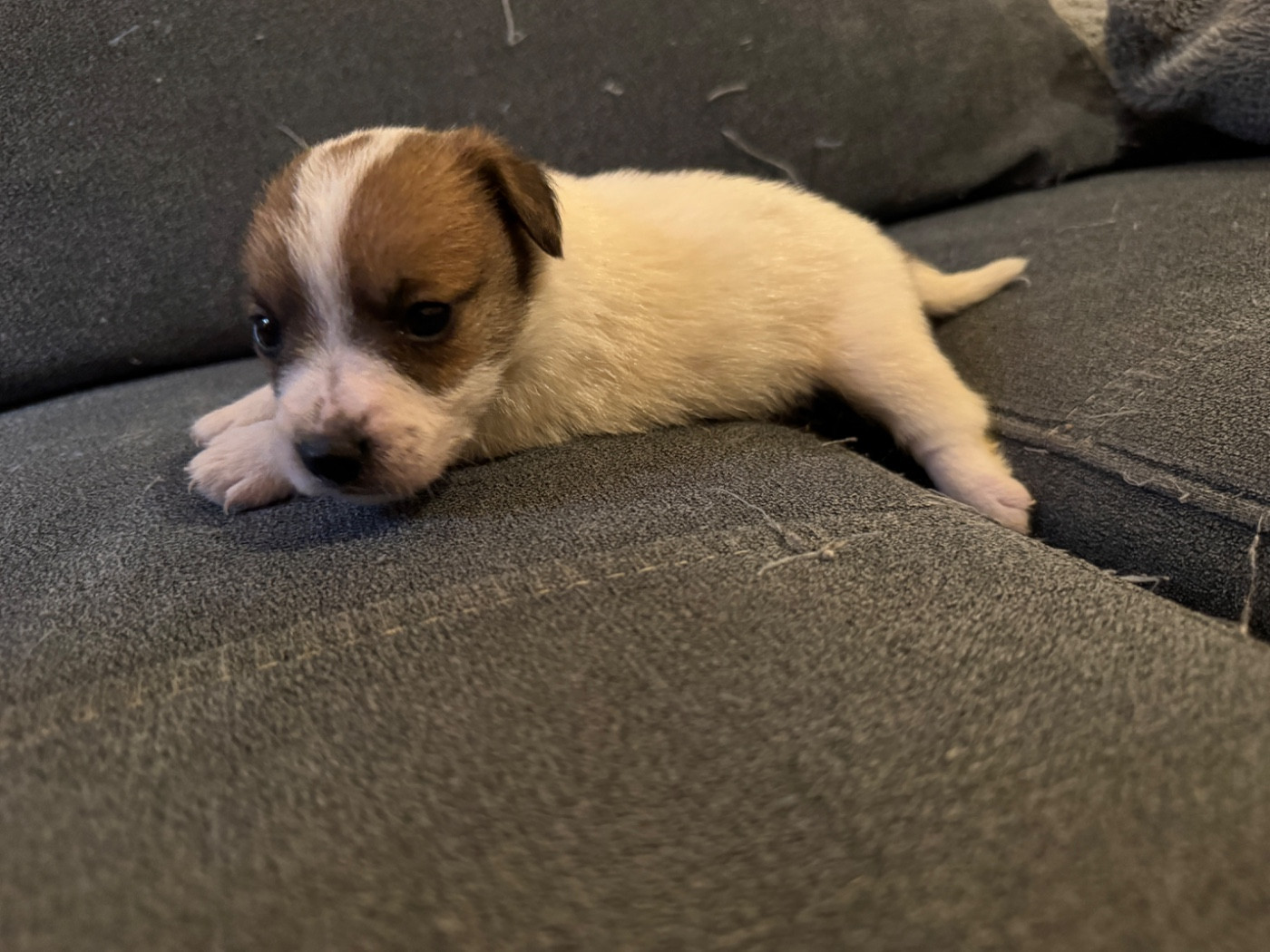 de l'antre des jacks - Chiots disponibles - Jack Russell Terrier