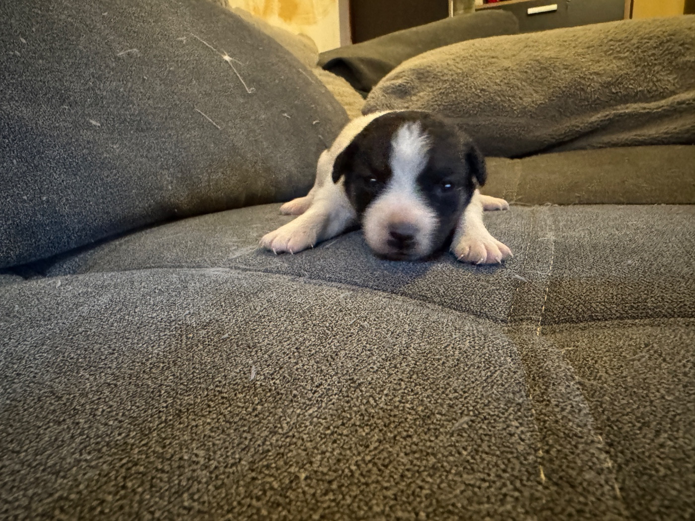 de l'antre des jacks - Chiots disponibles - Jack Russell Terrier
