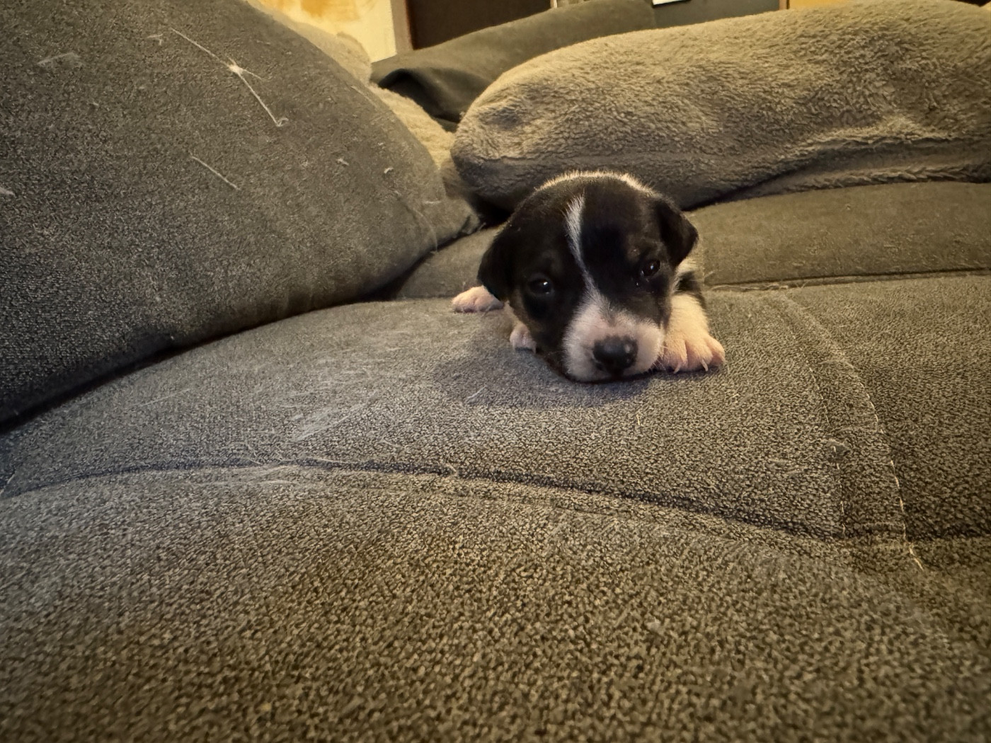 de l'antre des jacks - Chiots disponibles - Jack Russell Terrier