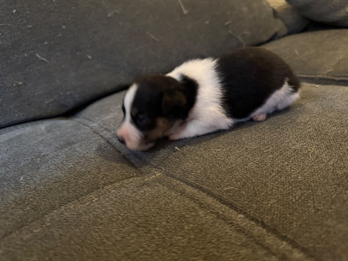 de l'antre des jacks - Chiots disponibles - Jack Russell Terrier