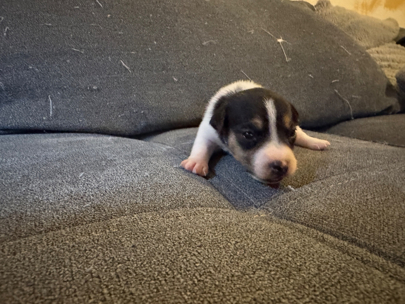 de l'antre des jacks - Chiots disponibles - Jack Russell Terrier