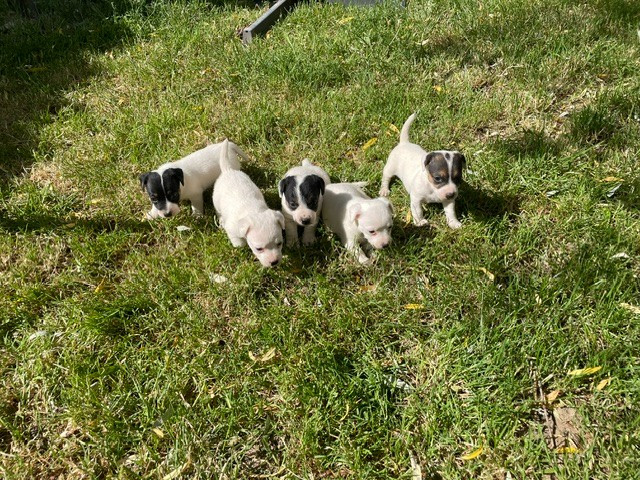 de l'antre des jacks - Jack Russell Terrier - Portée née le 30/04/2026