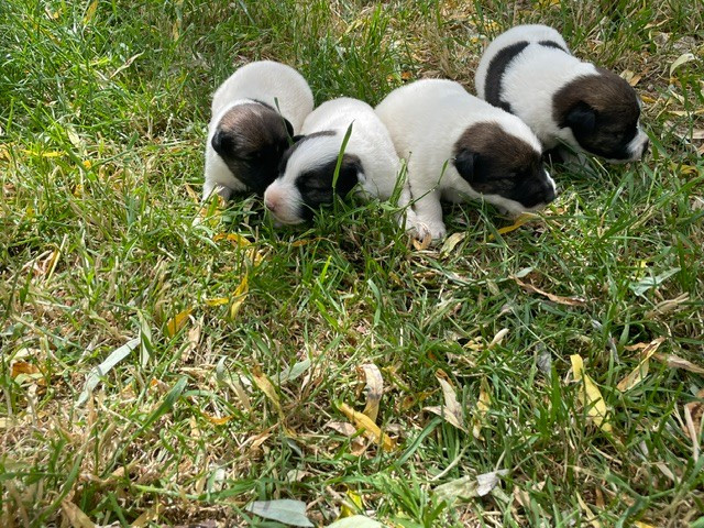 Chiot Fox Terrier Poil lisse de l'antre des jacks