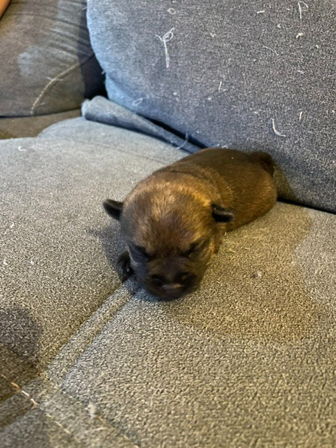 de l'antre des jacks - Chiots disponibles - Border Terrier