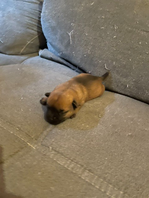 de l'antre des jacks - Chiots disponibles - Border Terrier