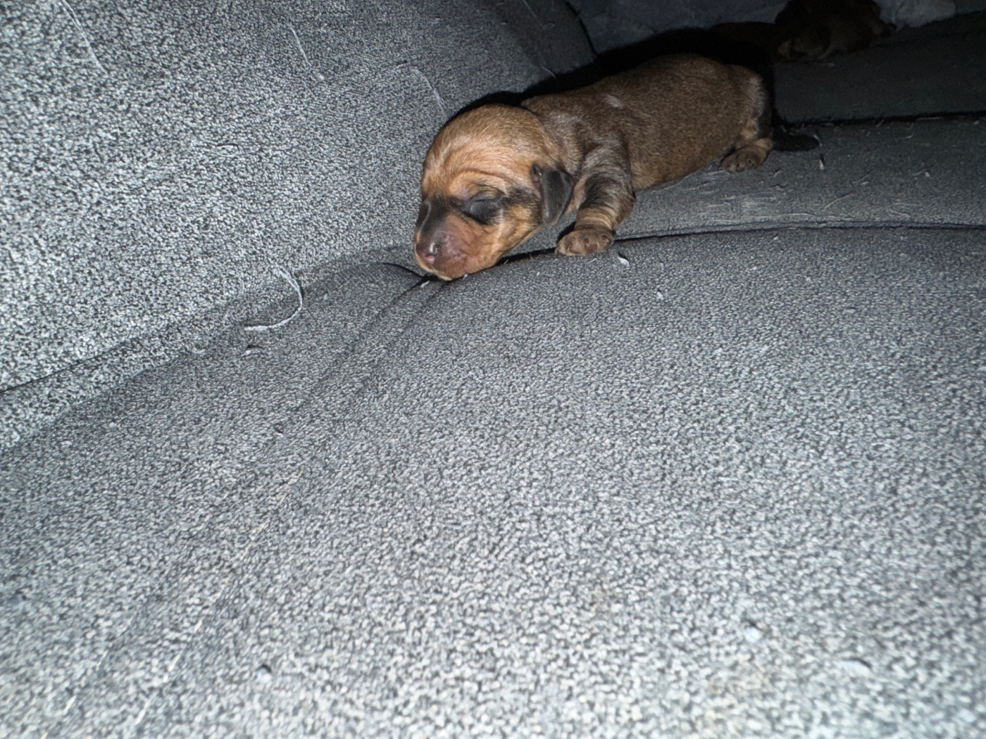 de l'antre des jacks - Chiots disponibles - Teckel poil dur