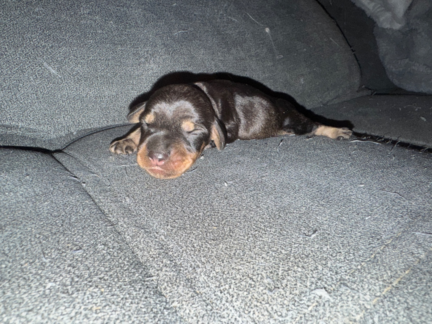 de l'antre des jacks - Chiots disponibles - Teckel poil dur