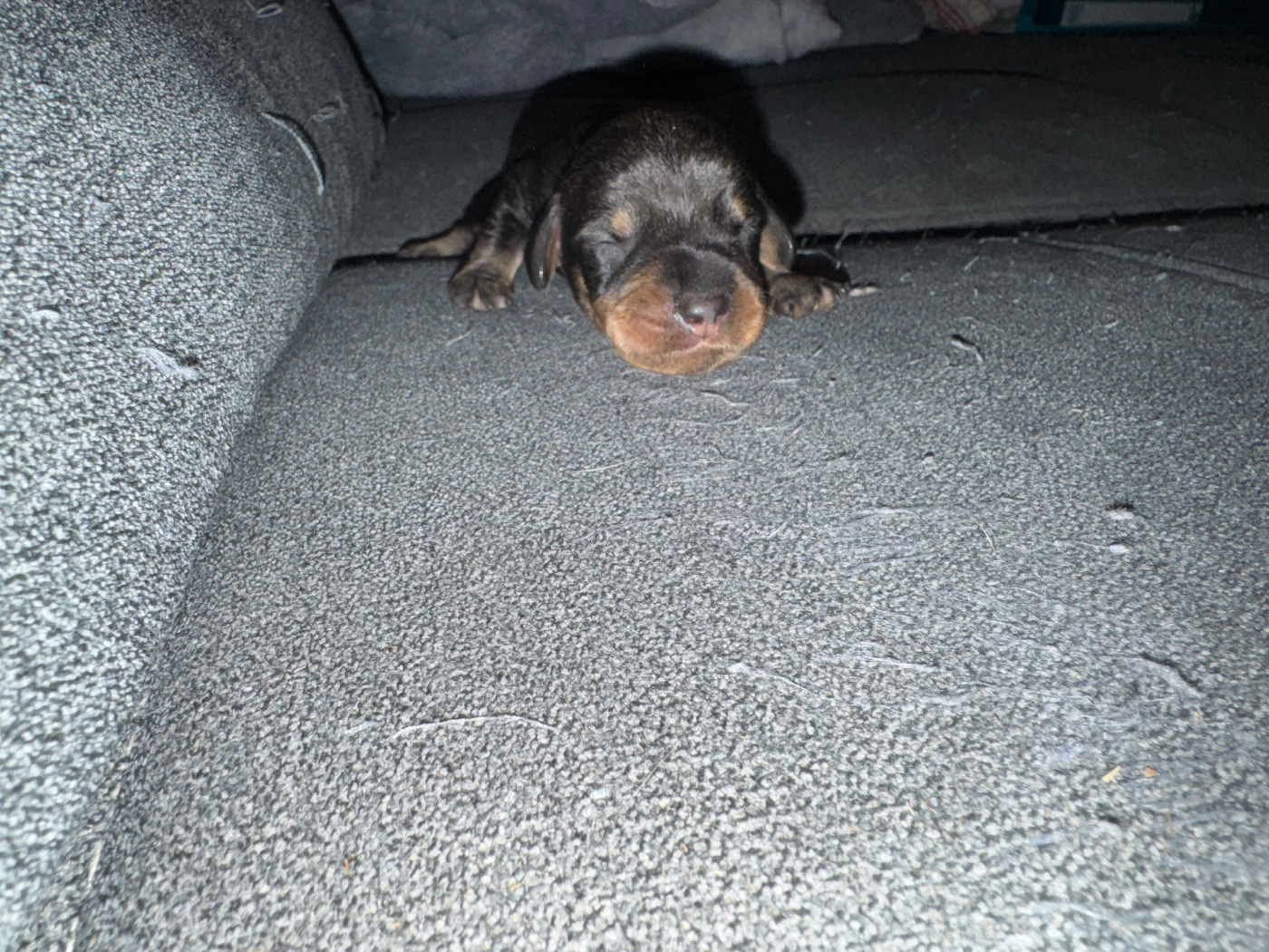de l'antre des jacks - Chiots disponibles - Teckel poil dur