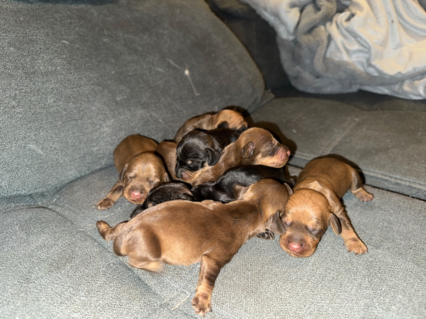 Chiot Teckel poil dur de l'antre des jacks