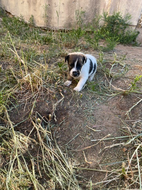 de l'antre des jacks - Chiots disponibles - Fox Terrier Poil lisse