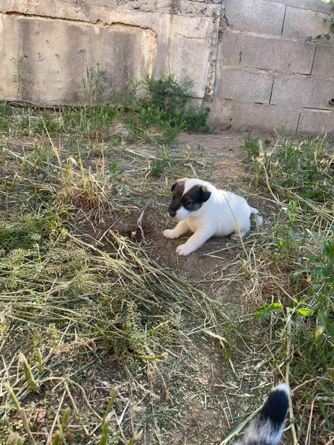 de l'antre des jacks - Chiots disponibles - Fox Terrier Poil lisse