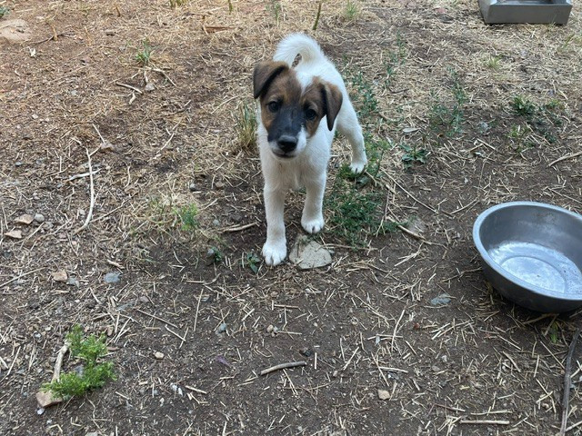 de l'antre des jacks - Chiots disponibles - Fox Terrier Poil lisse