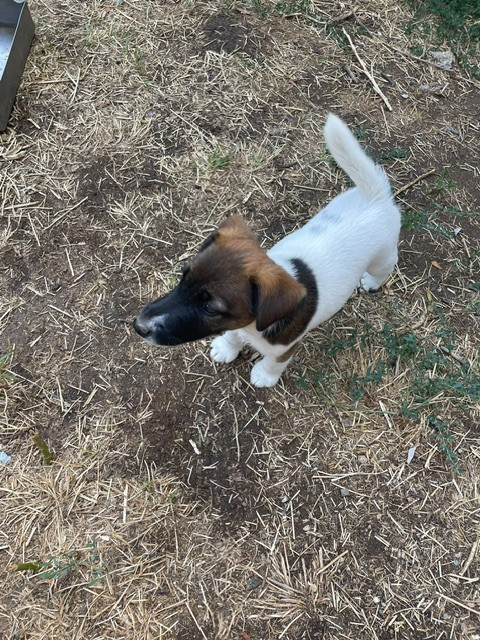 de l'antre des jacks - Chiots disponibles - Fox Terrier Poil lisse