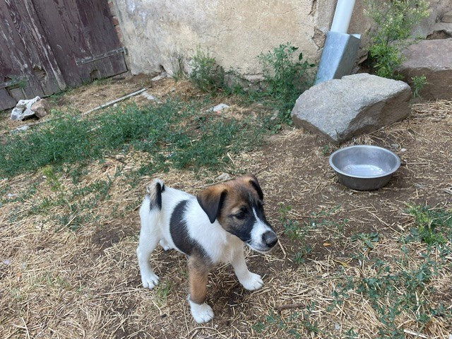 de l'antre des jacks - Chiots disponibles - Fox Terrier Poil lisse