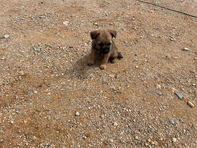 de l'antre des jacks - Chiots disponibles - Border Terrier