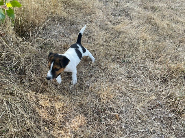 de l'antre des jacks - Chiots disponibles - Jack Russell Terrier