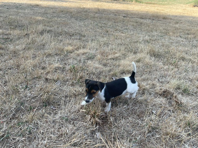 de l'antre des jacks - Chiots disponibles - Jack Russell Terrier