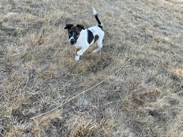 de l'antre des jacks - Chiots disponibles - Fox Terrier Poil lisse