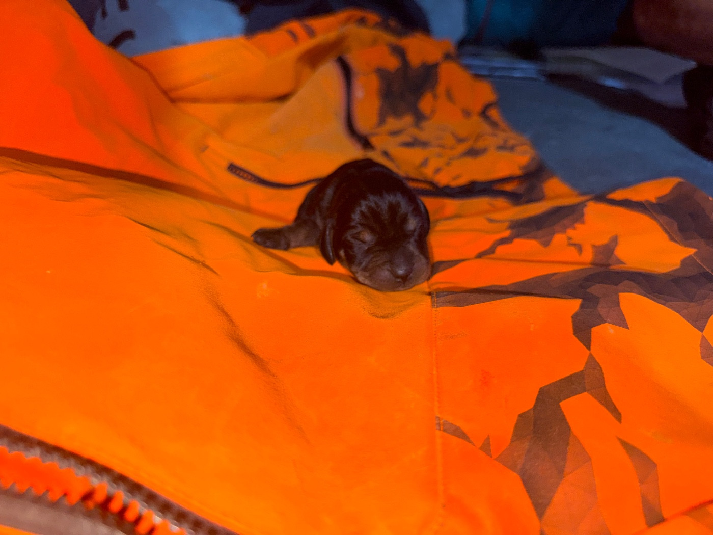 de l'antre des jacks - Chiots disponibles - Teckel poil dur