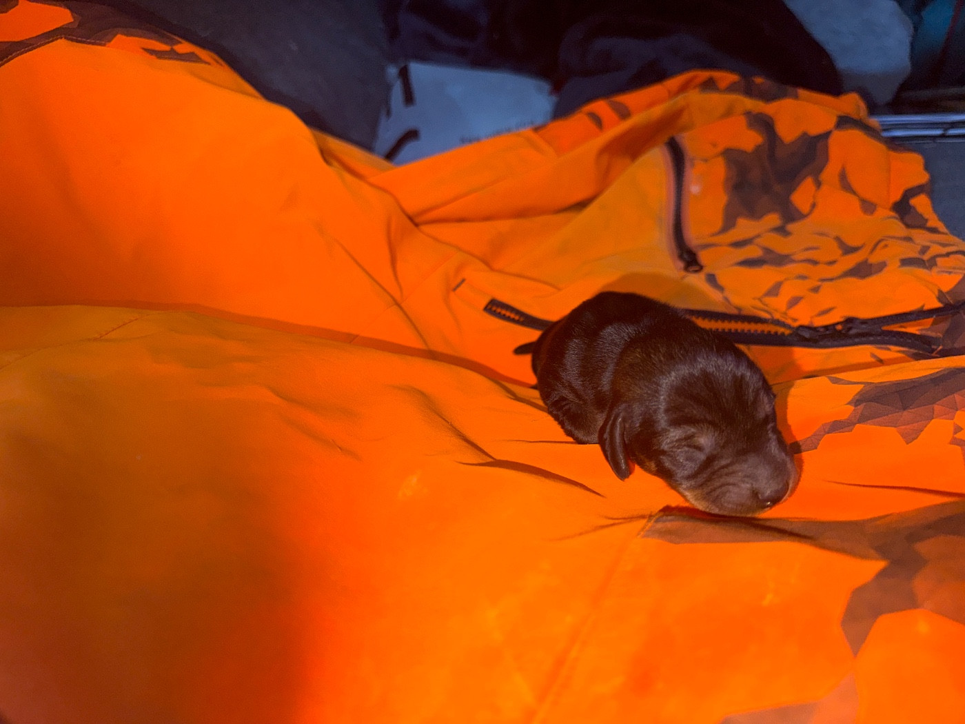 de l'antre des jacks - Chiots disponibles - Teckel poil dur