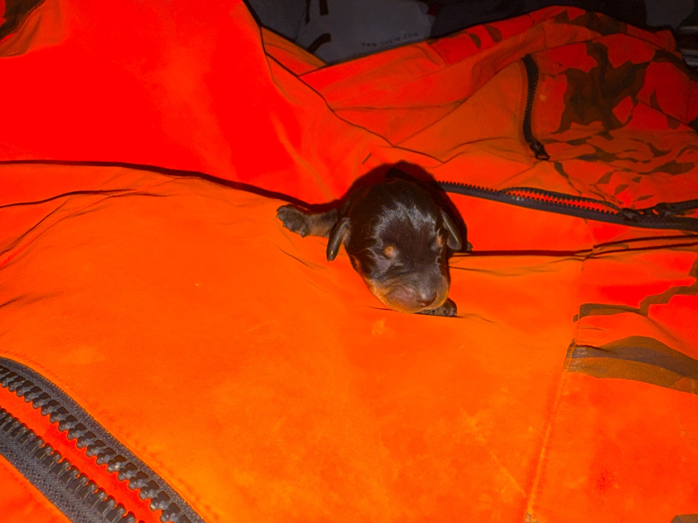 de l'antre des jacks - Chiots disponibles - Teckel poil dur