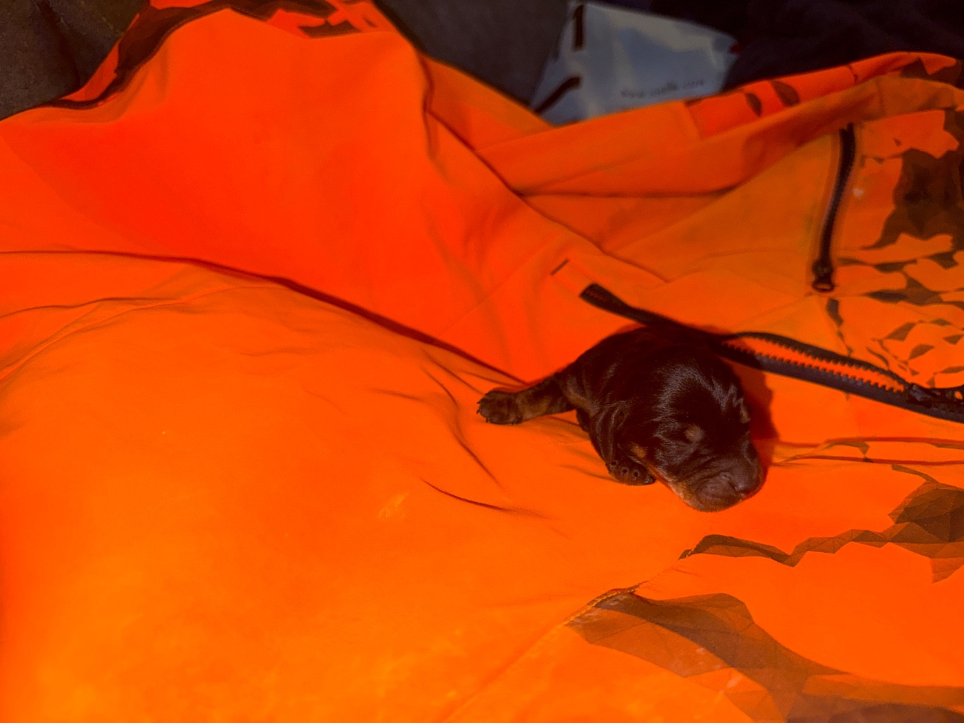 de l'antre des jacks - Chiots disponibles - Teckel poil dur