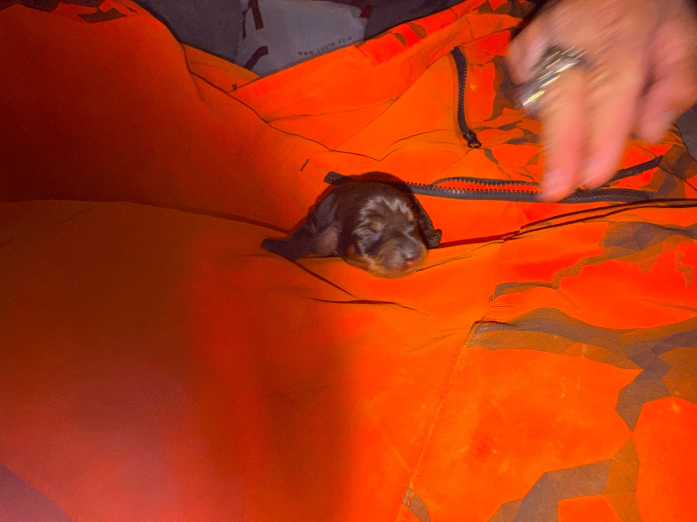 de l'antre des jacks - Chiots disponibles - Teckel poil dur
