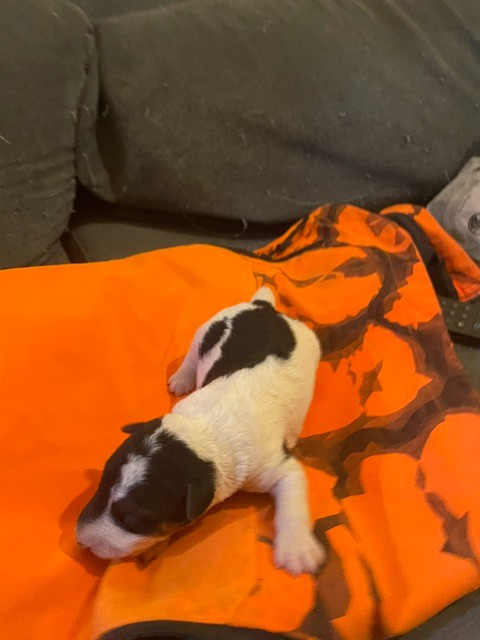 de l'antre des jacks - Chiots disponibles - Fox Terrier Poil Dur