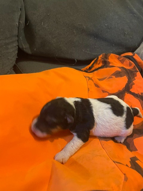 de l'antre des jacks - Chiots disponibles - Fox Terrier Poil Dur