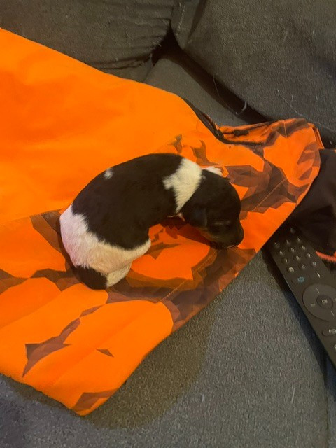 de l'antre des jacks - Chiots disponibles - Fox Terrier Poil Dur