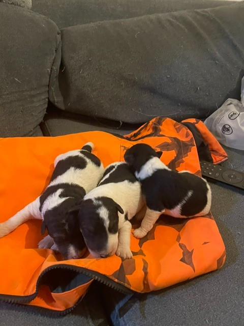 Chiot Fox Terrier Poil Dur de l'antre des jacks