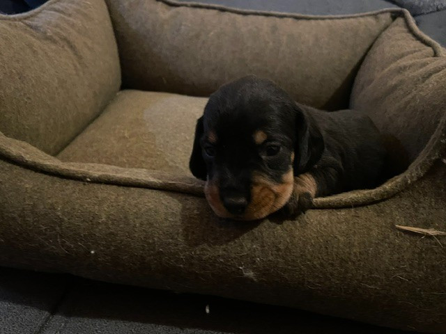 de l'antre des jacks - Chiots disponibles - Teckel poil dur
