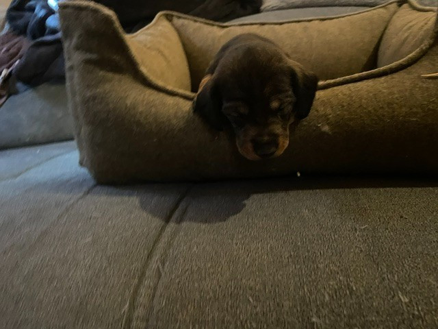 de l'antre des jacks - Chiots disponibles - Teckel poil dur